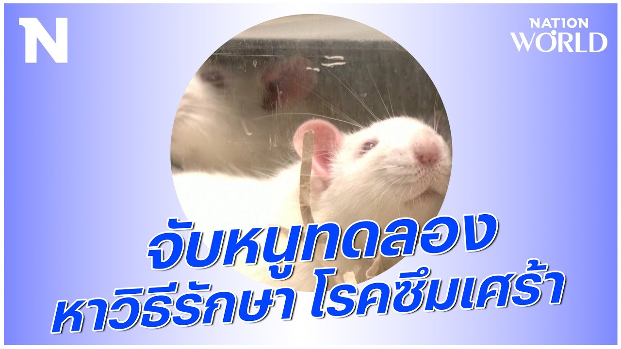 รูปภาพประกอบหัวข้อ ภาพหนูทดลองยา และ การทดลอง